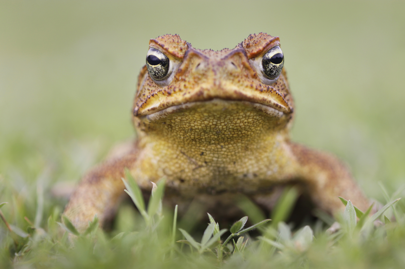 a research on the australian cane toad In this study, the researchers tested the effect, essentially setting up a cane toad race radio tags allowed the scientists to track the toads dr ben phillips from james cook. a research on the australian cane toad In this study, the researchers tested the effect, essentially setting up a cane toad race radio tags allowed the scientists to track the toads dr ben phillips from james cook.