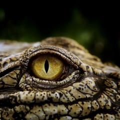 Close up photograph of saltwater crocodile's yellow eye.