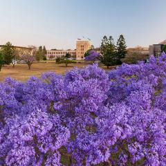 A panoramic image of the St Lucia campus with blooming jacaranda trees in the foreground the Forgan Smith building in the background.