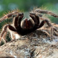An image of a tarantula spider ready to attack.
