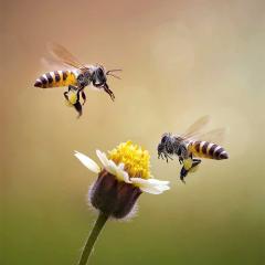 An image of honey bees buzzing around a flower.