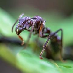A close-up image of the South American bullet ant sitting on a leaf.