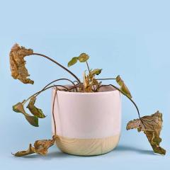 Neglected dying house plant with hanging dry leaves in white flower pot on blue background.