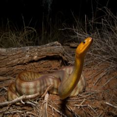 An image of a woma python in the wild