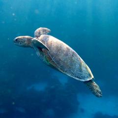 A turtle swimming above a coral reef