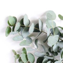 Closeup of green eucalyptus leaves and branches isolated on white table background. 