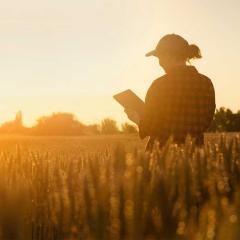 Woman farmer with tablet in a wheat field. Sunset.