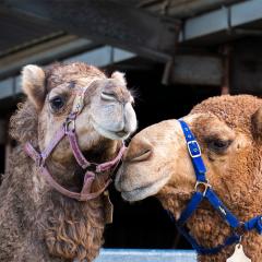 Two Camels rubbing their faces together.
