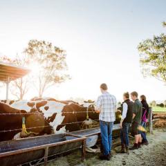 An image of student with cows at the dairy at UQ's Gatton campus.