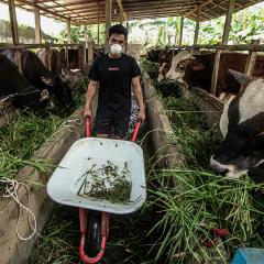 An image of a farmer feeding his cows on his farm in Palembang, Indonesia, where thousands of livestock have been infected with foot and mouth disease.