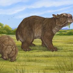 A drawn reconstruction of an extinct giant wombat next to a modern wombat, which is much smaller.