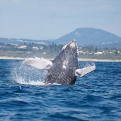 An image of humpback whale breaching.