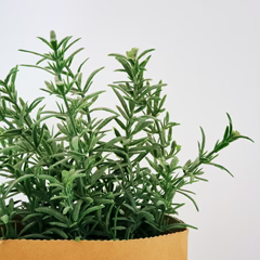 Image of herbs growing in a brown pot, there is a white background.