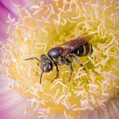 Image of a native bee on a pigface flower