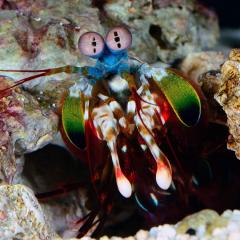 An image of a mantis shrimp