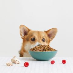 A dog looks longingly at a bowl of dog food