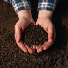 An image of hands holding soil