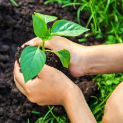 Child planting a tree in soil.
