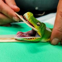 A green tree python with a tube down its throat and its mouth held open with a wooden tool