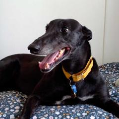 An image of Marcie the Greyhound lying on her bed.