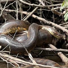 Northern green anaconda on a riverbank