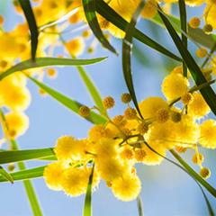 An image of a wattle tree in flower