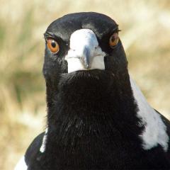 Magpie making uncomfortable eye contact.