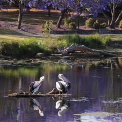 Credit David de Groot UQ pelicans at the Lakes