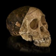 Image of an early hominid skull against a black background
