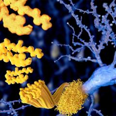 computer illustration of amyloid beta peptide