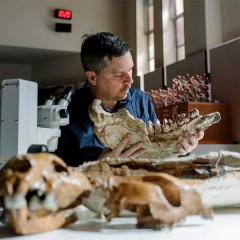 Dr Gilbert Price sitting at a desk with a microscope and an array of fossils. He is holding and looking at a large fossilised jaw.