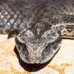An image of a death adder 