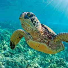 Turtle